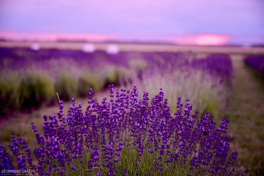 Degustacinė edukacija: neatrasti levandų skoniai ir kvapai
