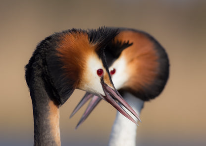 Ornitostogos: pažintinis paukščių stebėjimo turas