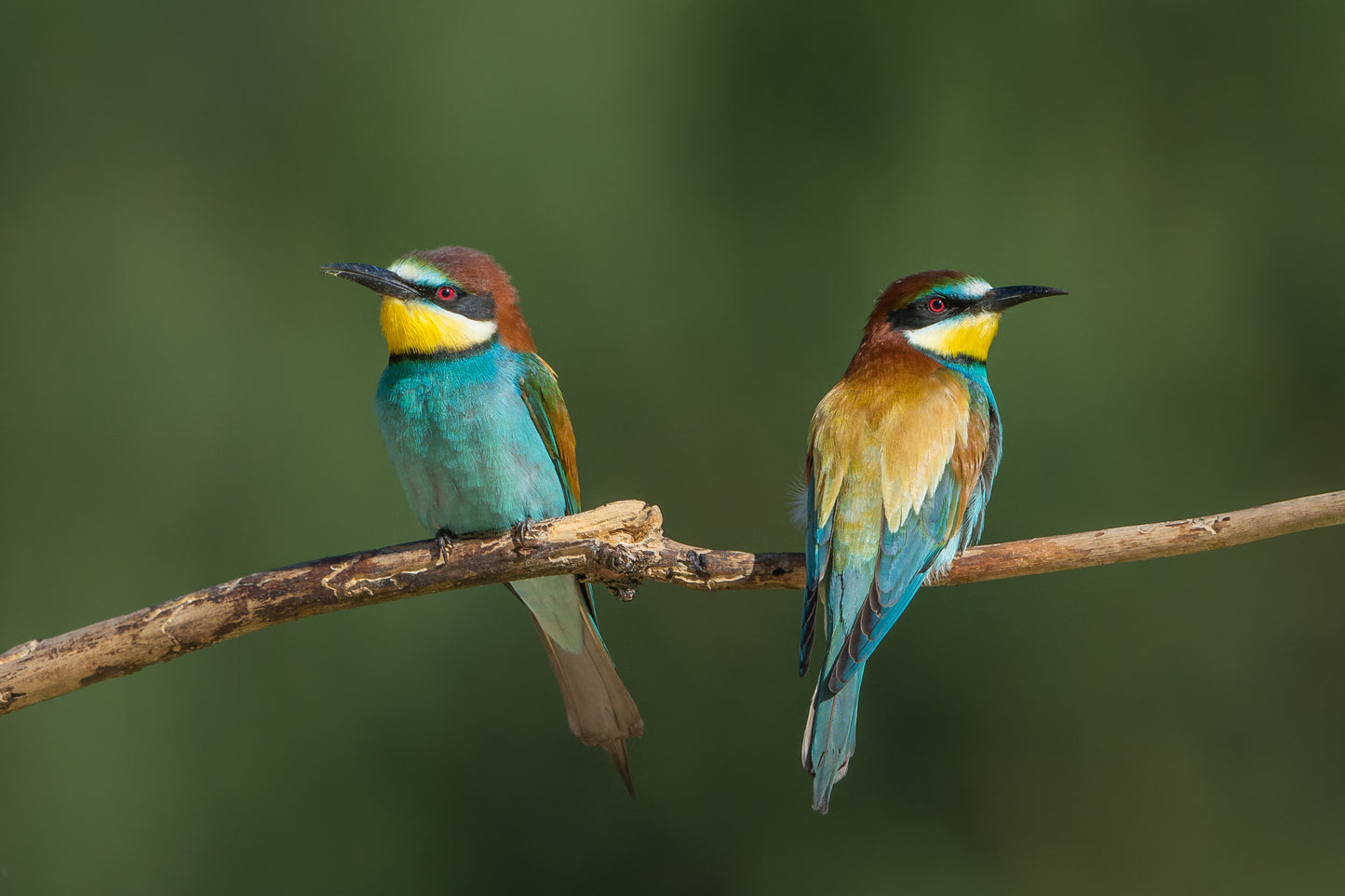 Ornitostogos: pažintinis paukščių stebėjimo turas