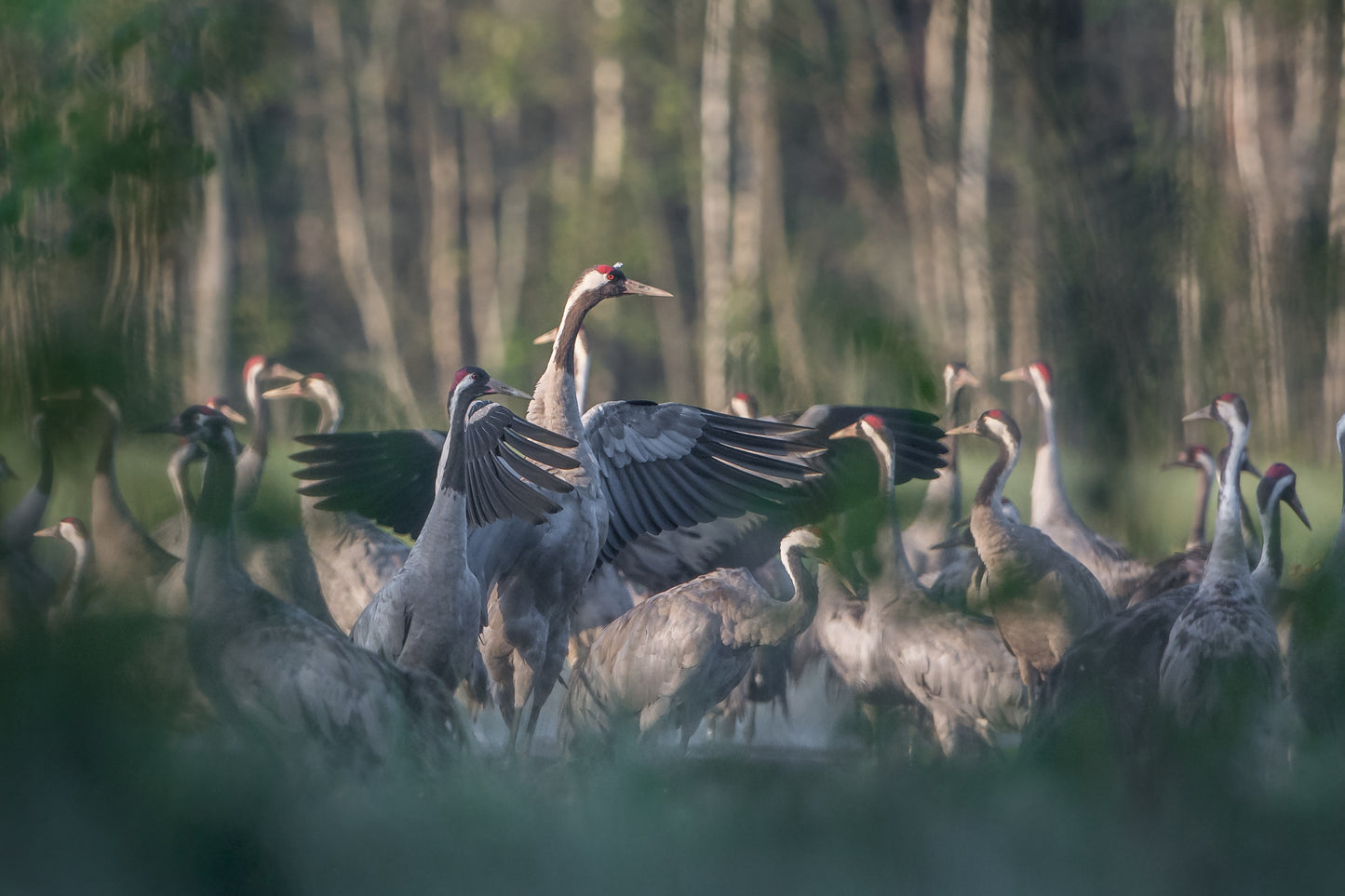Ornitostogos: pažintinis paukščių stebėjimo turas