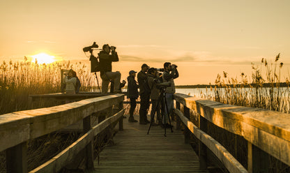Ornitostogos: pažintinis paukščių stebėjimo turas